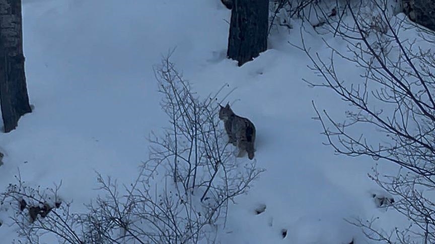 Sivas'ta yiyecek arayan vaşak yol kenarında görüntülendi 