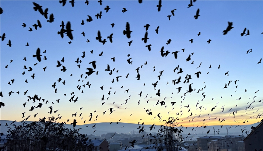 Ardahan'da kuşların dansı gün batımı ile görüntülendi