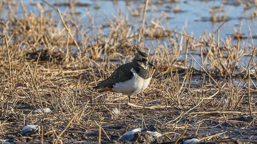 Ağrı Dağı'nın eteklerinde dondurucu soğuklara rağmen 35 kuş türü yaşıyor