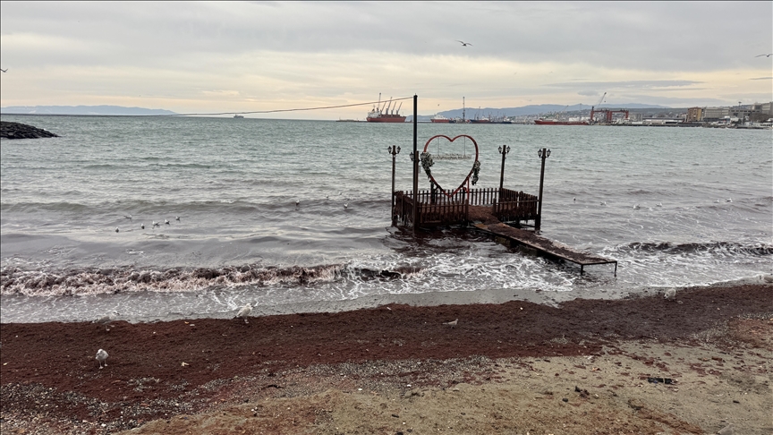 Tekirdağ'da lodos nedeniyle sahilde kırmızı yosun birikti