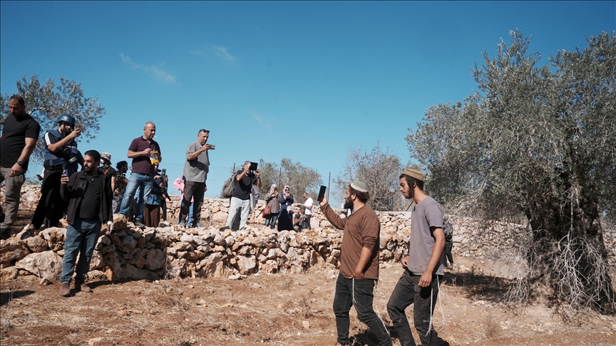 الضفة.. مستوطنون يصيبون فلسطينيا ويقتلعون 150 شجرة زيتون