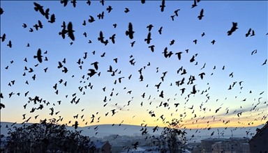 Ardahan'da kuşların dansı gün batımı ile görüntülendi