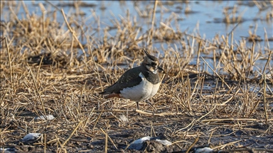 Ağrı Dağı'nın eteklerinde dondurucu soğuklara rağmen 35 kuş türü yaşıyor