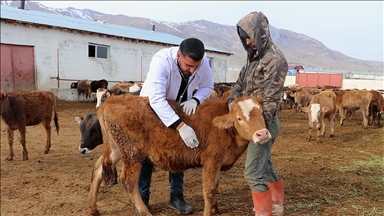 Genç veteriner, baba mesleği hayvancılığı modern yöntemlerle sürdürüyor