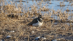 Ağrı Dağı'nın eteklerinde dondurucu soğuklara rağmen 35 kuş türü yaşıyor