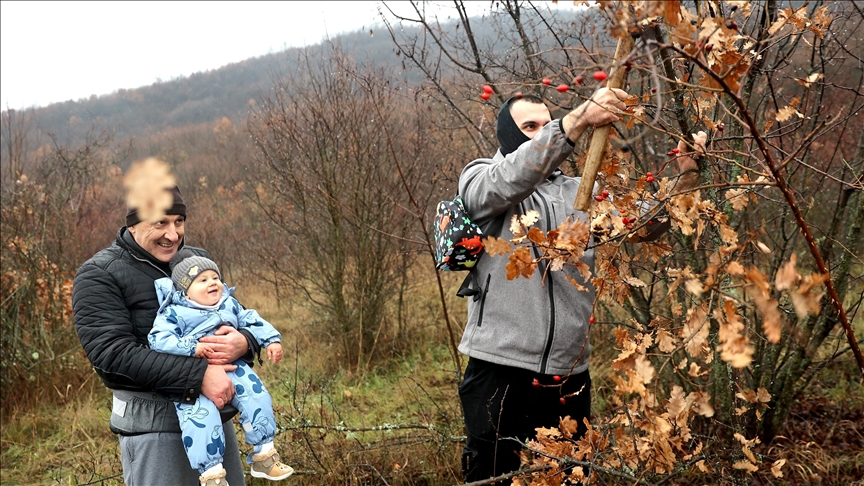 Badnji dan u Srbiji: Seča badnjaka, tradicija koja se prenosi generacijama