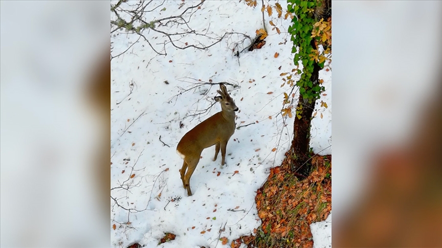 Kastamonu'da ormanlık alanda beslenen karacalar dronla görüntülendi