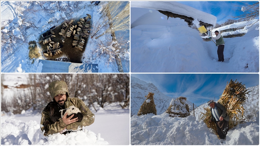 Kar kalınlığının yer yer 2 metreyi aştığı Hakkari'de besiciler zorlu mesaide