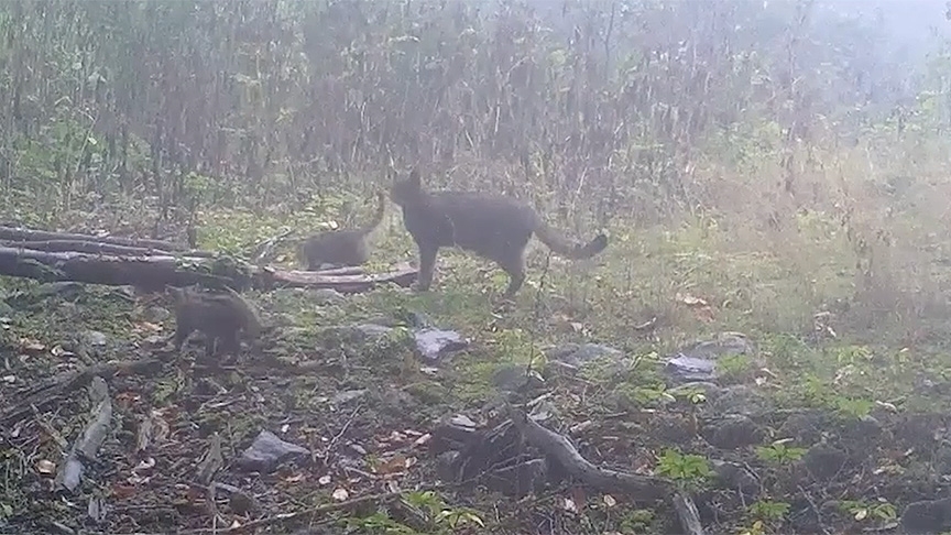 Bursa'da ormanda yürüyen anne yaban kedisi ve yavruları fotokapanla görüntülendi