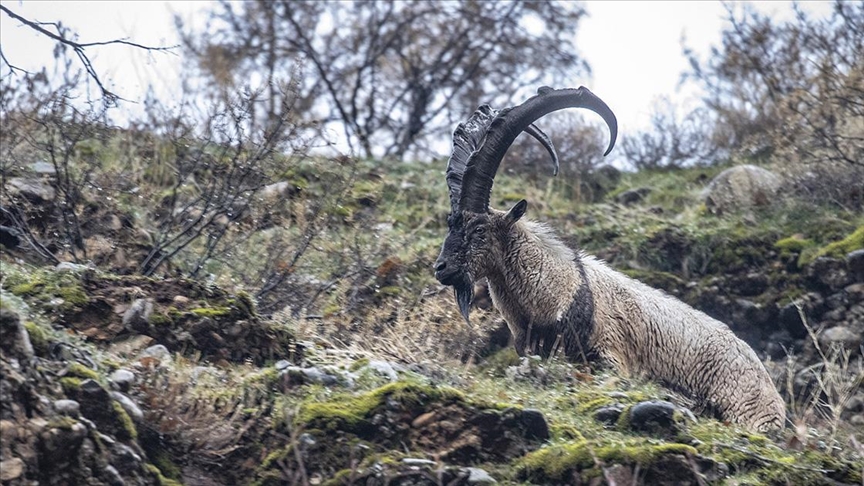 Fotoğrafçılar ve belgeselciler Tunceli kırsalında yaban keçilerinin izini sürüyor