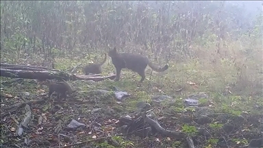 Bursa'da ormanda yürüyen anne yaban kedisi ve yavruları fotokapanla görüntülendi