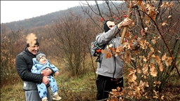 Badnji dan u Srbiji: Seča badnjaka, tradicija koja se prenosi generacijama