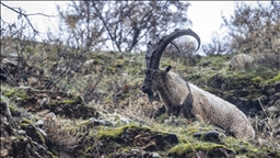 Fotoğrafçılar ve belgeselciler Tunceli kırsalında yaban keçilerinin izini sürüyor