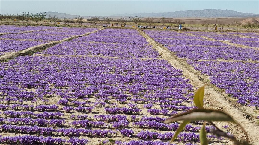 زعفران هرات برای دهمین سال متوالی برنده جایزه برترین کیفیت جهان شد
