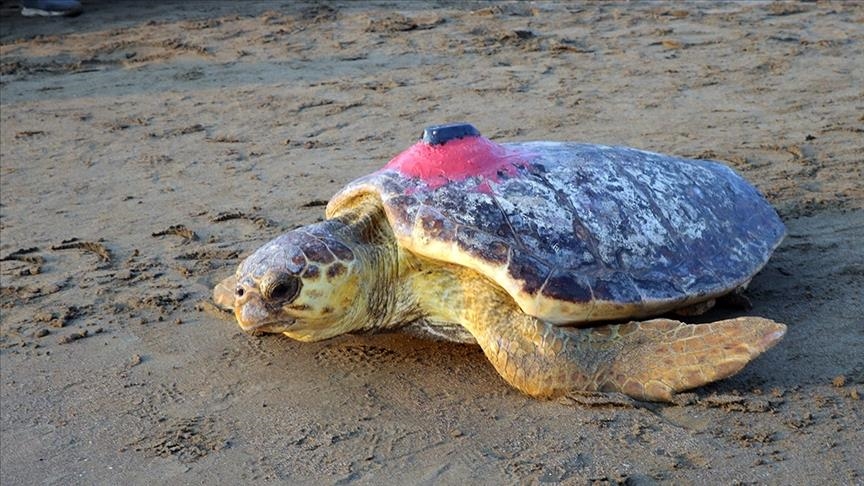 Tracked turtle Tuba stays remains off Türkiye’s Aegean, eastern Mediterranean coasts