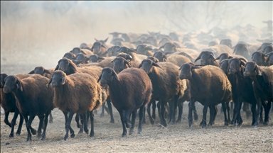 Algérie : Le gouvernement importera un million de moutons en prévision de l’Aïd El-Adha 2026