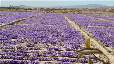 زعفران هرات برای دهمین سال متوالی برنده جایزه برترین کیفیت جهان شد