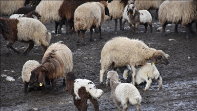 الجزائر تقرر استيراد مليون رأس من الأغنام تحسبا لعيد الأضحى