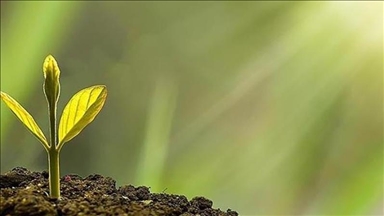 COP31 в Турции может стать площадкой для решения нерешенных климатических вопросов