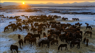 Nadležne službe hrane divlje konje zbog hladnoće u centralnoj Turskoj