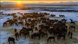 Hürmetçi Sazlığı’ndaki yılkı atlarına kış bakımı