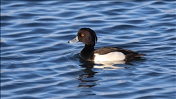 Doğada nadir görülen 3 kuş türü Ağrı Dağı'nda kayıt altına alındı
