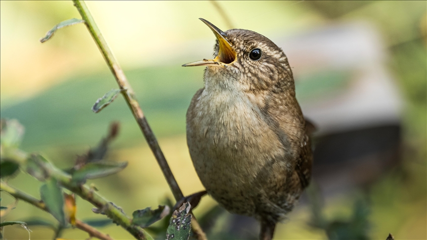 Çıtkuşları kış aylarında deniz seviyesine iniyor