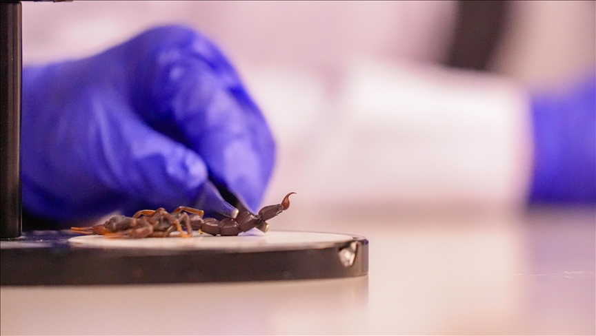 Турски научници вршат истражувања со скорпии во рамки на биолошки, фармацевтски и козметички рамки