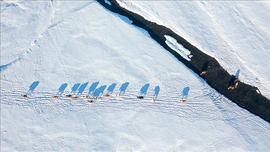 لە قه‌رس ئەو جۆگه‌ پێچاوپێچانەی بە ناو گوندەکاندا تێدەپەڕن دەبنە سەرچاوەی ژیان بۆ ئاژەڵداری