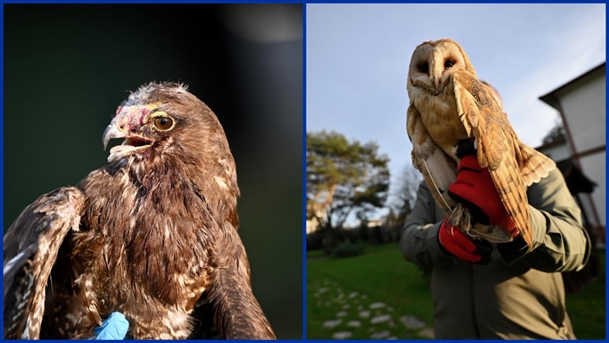 Yaralı kızıl şahin ve soğukta bitkin düşen peçeli baykuş Doğa Koruma'ya emanet
