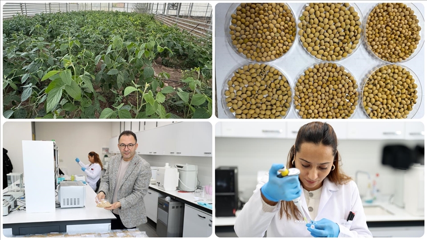 Anadolu'nun kıraç topraklarında verimi artıran 5 çeşit yerli soya tohumu geliştirildi