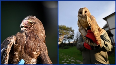Yaralı kızıl şahin ve soğukta bitkin düşen peçeli baykuş Doğa Koruma'ya emanet
