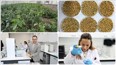 Anadolu'nun kıraç topraklarında verimi artıran 5 çeşit yerli soya tohumu geliştirildi