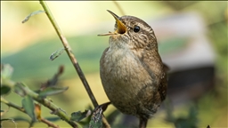 Çıtkuşları kış aylarında deniz seviyesine iniyor