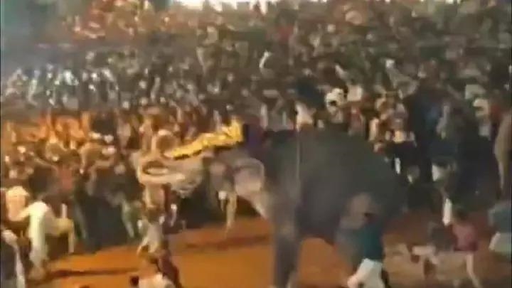 В Индии в результате нападения слона погибли 17 человек