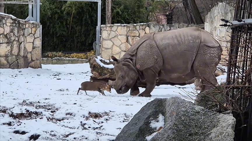 Dreri i vogël i patrembur sfidon një rinocer gjigant në një kopsht zoologjik në Poloni