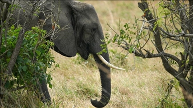 کشته شدن 17 نفر بر اثر حمله فیل‌ در هندوستان