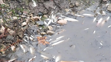 Tokat'ta Yeşilırmak'ta çok sayıda balık kıyıya vurdu