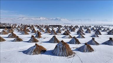 Soğuk havaya rağmen Sultan Sazlığı'nda kamış hasadı yapıyorlar