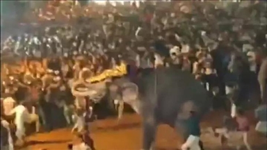 В Индии в результате нападения слона погибли 17 человек