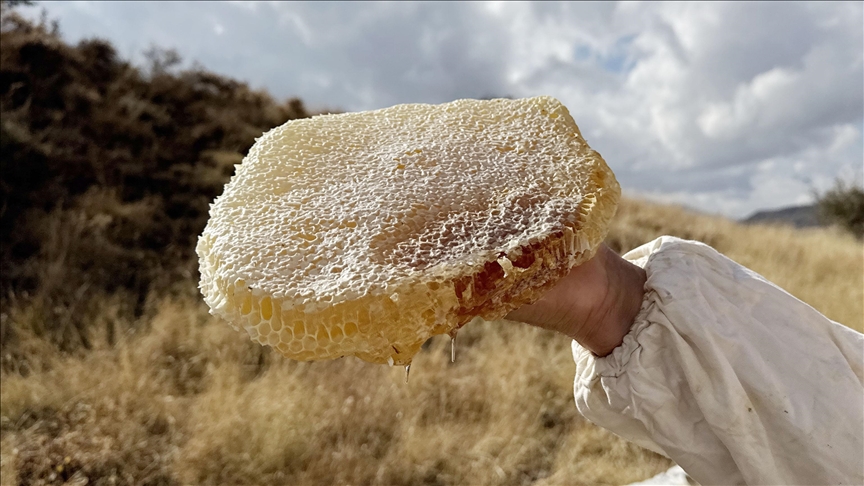 Ilgaz'da satılan bal dünyanın en pahalı balı olarak Guinness Rekorlar Kitabı'na girdi