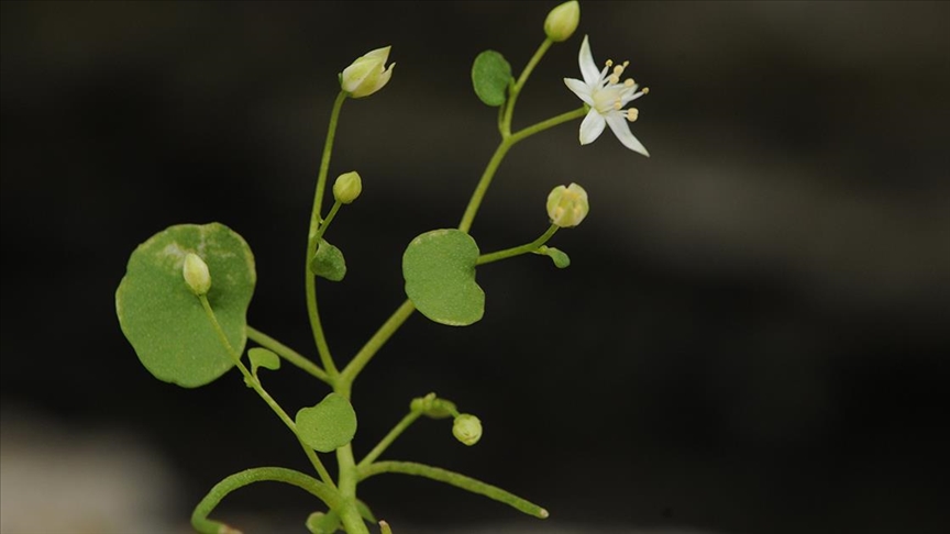 İzmir'de endemik bitki türü keşfedildi
