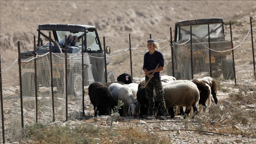 اشغالگران اراضی فلسطینی 200 گوسفند و یک خودرو متعلق به فلسطینیان را به سرقت بردند