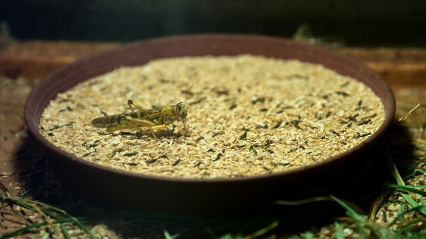 Antalyalı çiftçi hem etçil hayvanlar hem de bilim için böcek üretiyor