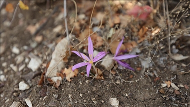 Antalya'daki 5 antik kentin endemik bitkileri ziyaretçilere tanıtılıyor