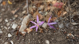 Antalya'daki 5 antik kentin endemik bitkileri ziyaretçilere tanıtılıyor