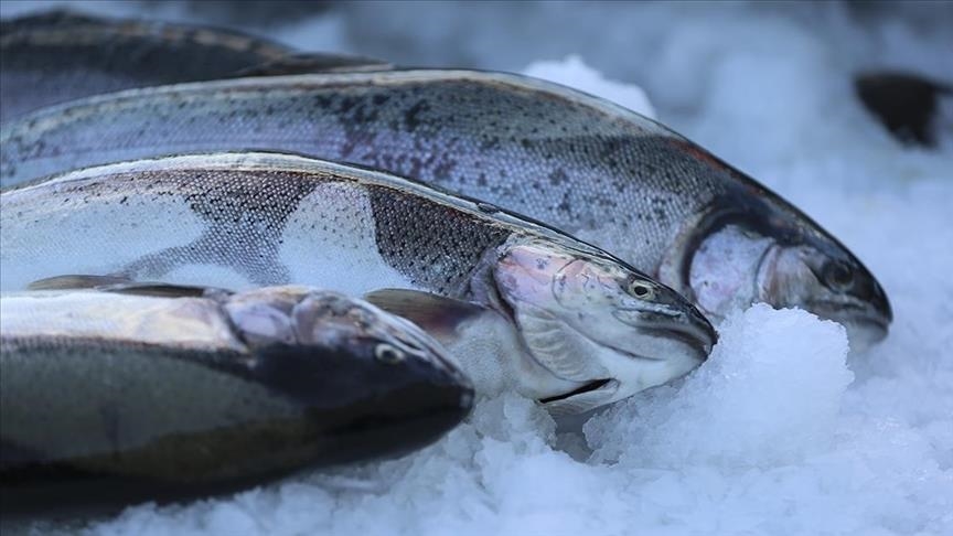 صادرات ماهی سالمون ترکیه در سال 2025 از 520 میلیون دلار گذشت