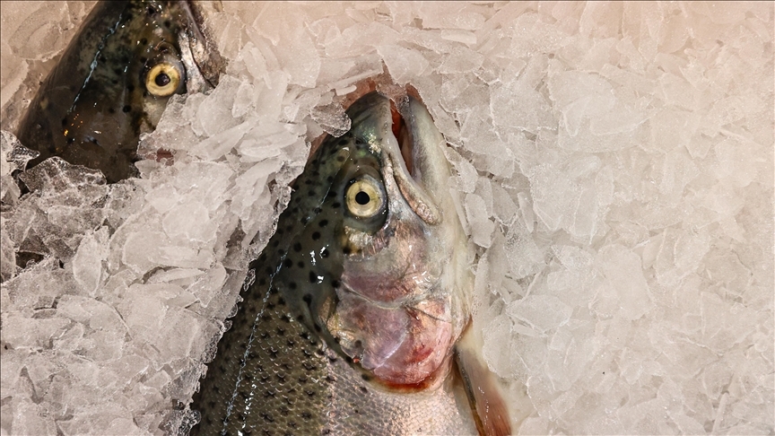 Türk somonu ihracatı 2025'te 520 milyon doları aştı