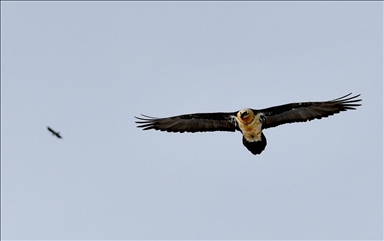 Li Qersê sîsarkê bi rî hat dîtin