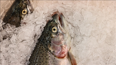 Türk somonu ihracatı 2025'te 520 milyon doları aştı